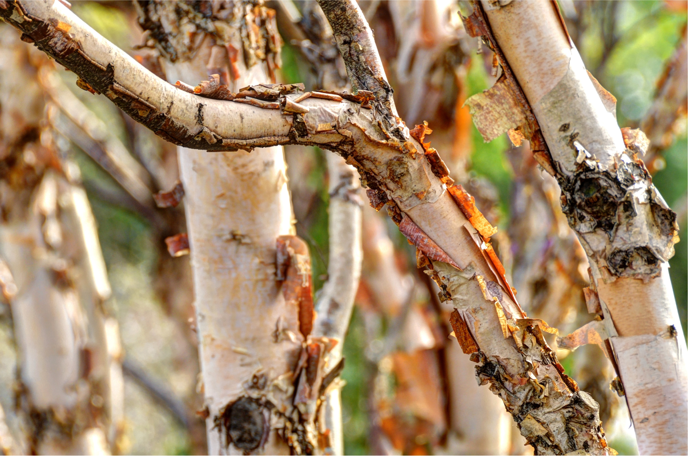 River birch bark adds a beautiful texture and color to winter gardens.